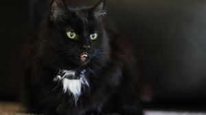 A black cat with bright yellow eyes and white chest markings peers intently in a moody dark setting.
