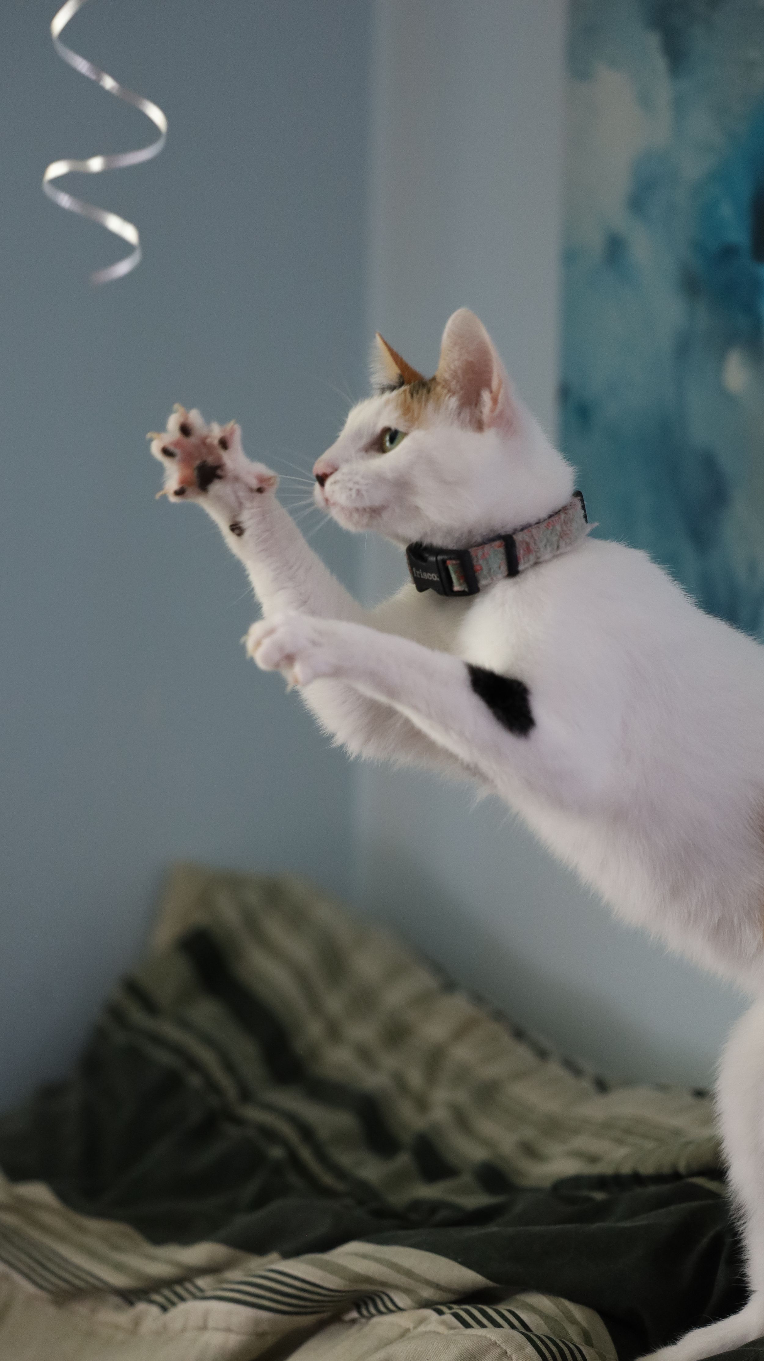 White cat with black spot wearing collar playfully reaches up with paw to catch a ribbon streamer against blue backdrop.