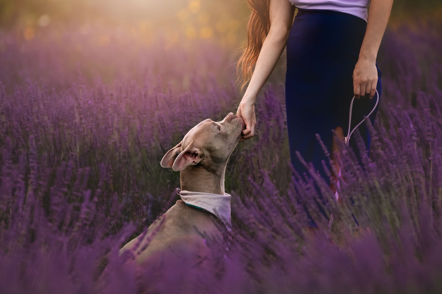 Dog and person sharing a moment in blooming purple lavender field at sunset.