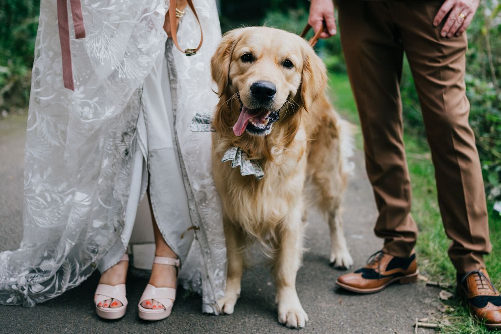 A happy Golden Retriever dog wearing a floral collar stands between a couple in a wedding dress and shoes on a path.