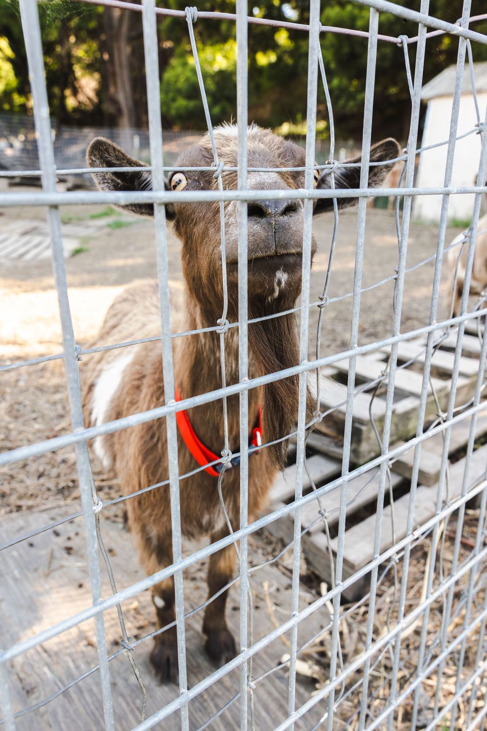 Brown alpaca peering through white metal fence bars at a farm enclosure with red collar visible.