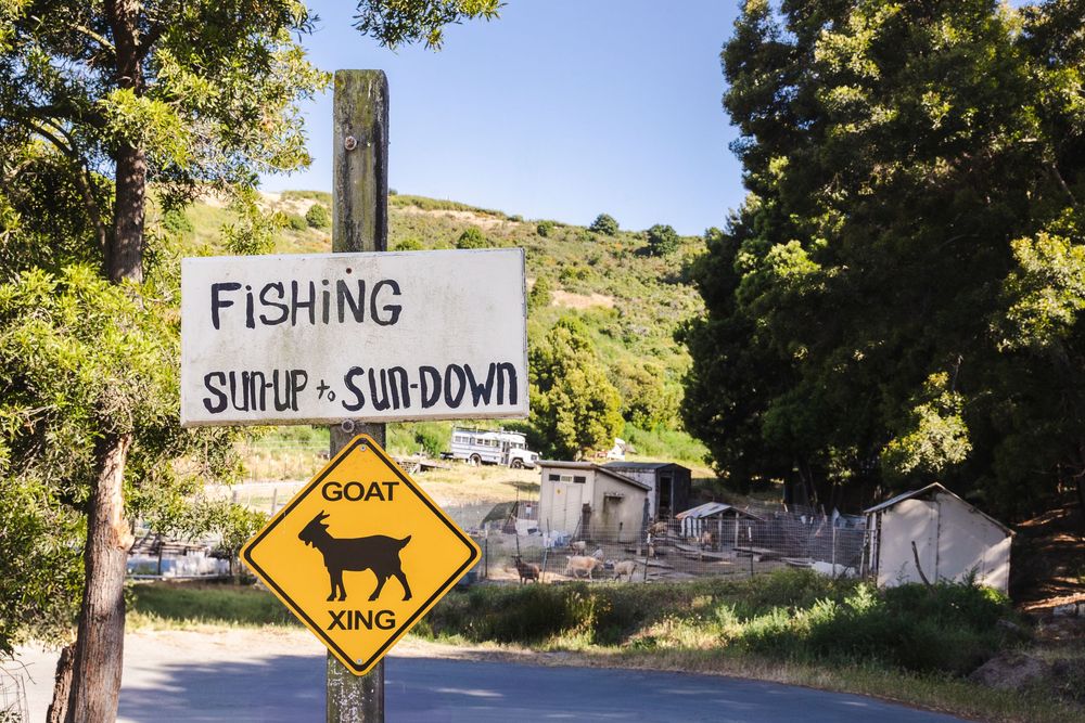 A row of yellow diamond-shaped warning signs for wildlife and road hazards mounted on metal posts along a rural road.