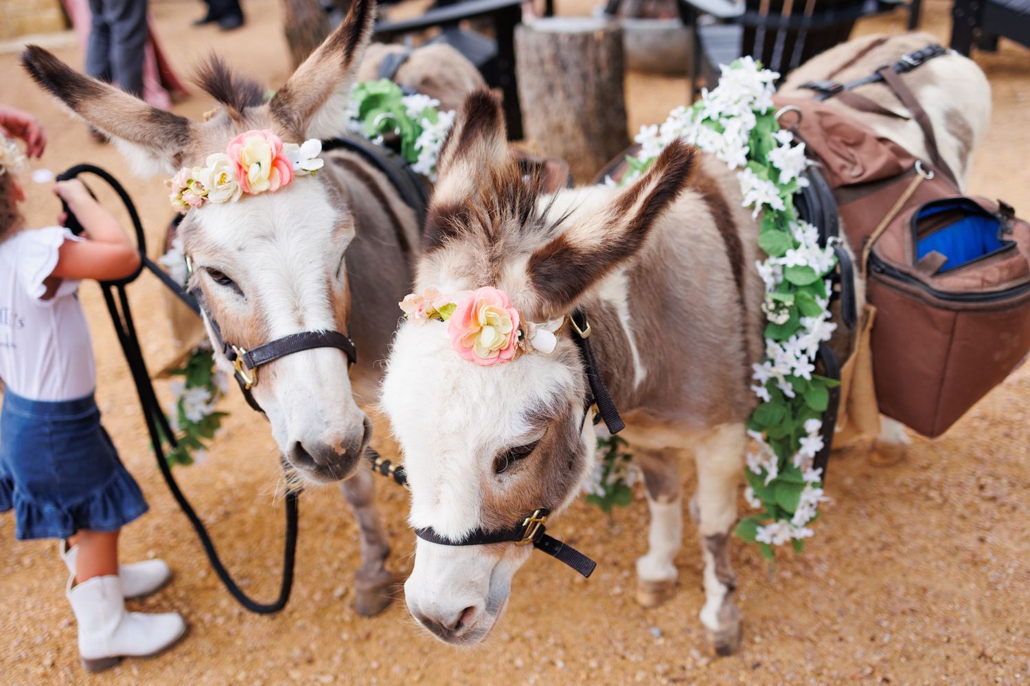 A little girl pets decoratively adorned miniature donkeys called Beer Burros on a dirt path at Bella Cavalli venue