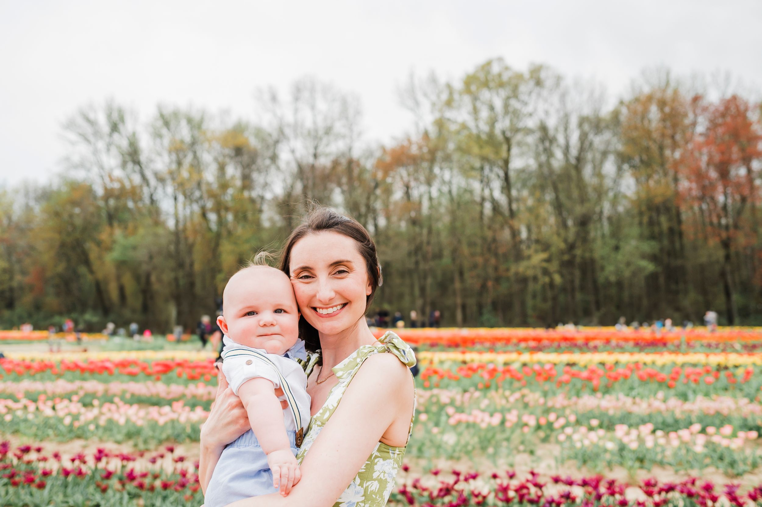 Colorful tulip field in spring with trees in background on a sunny day.