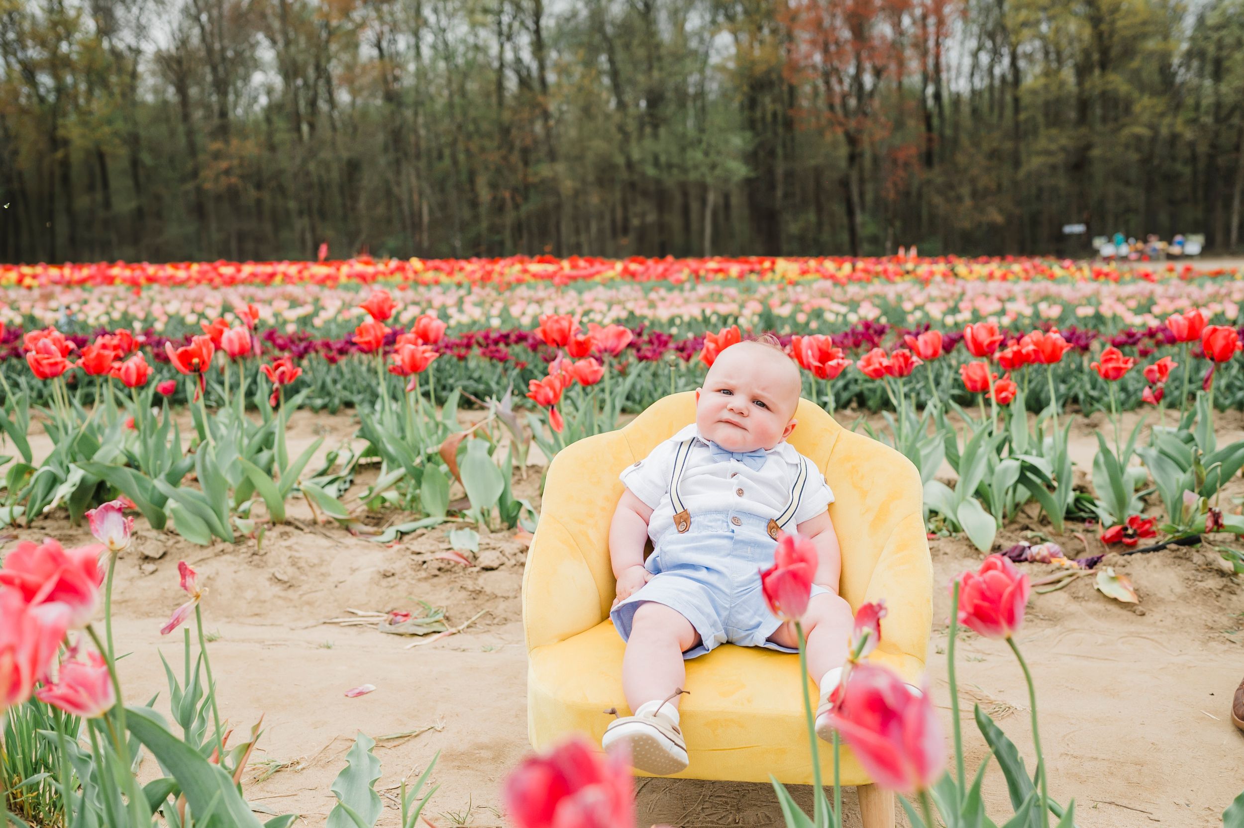 Beautiful tulip field blooms with pink and red flowers stretching towards the autumn trees in the background.