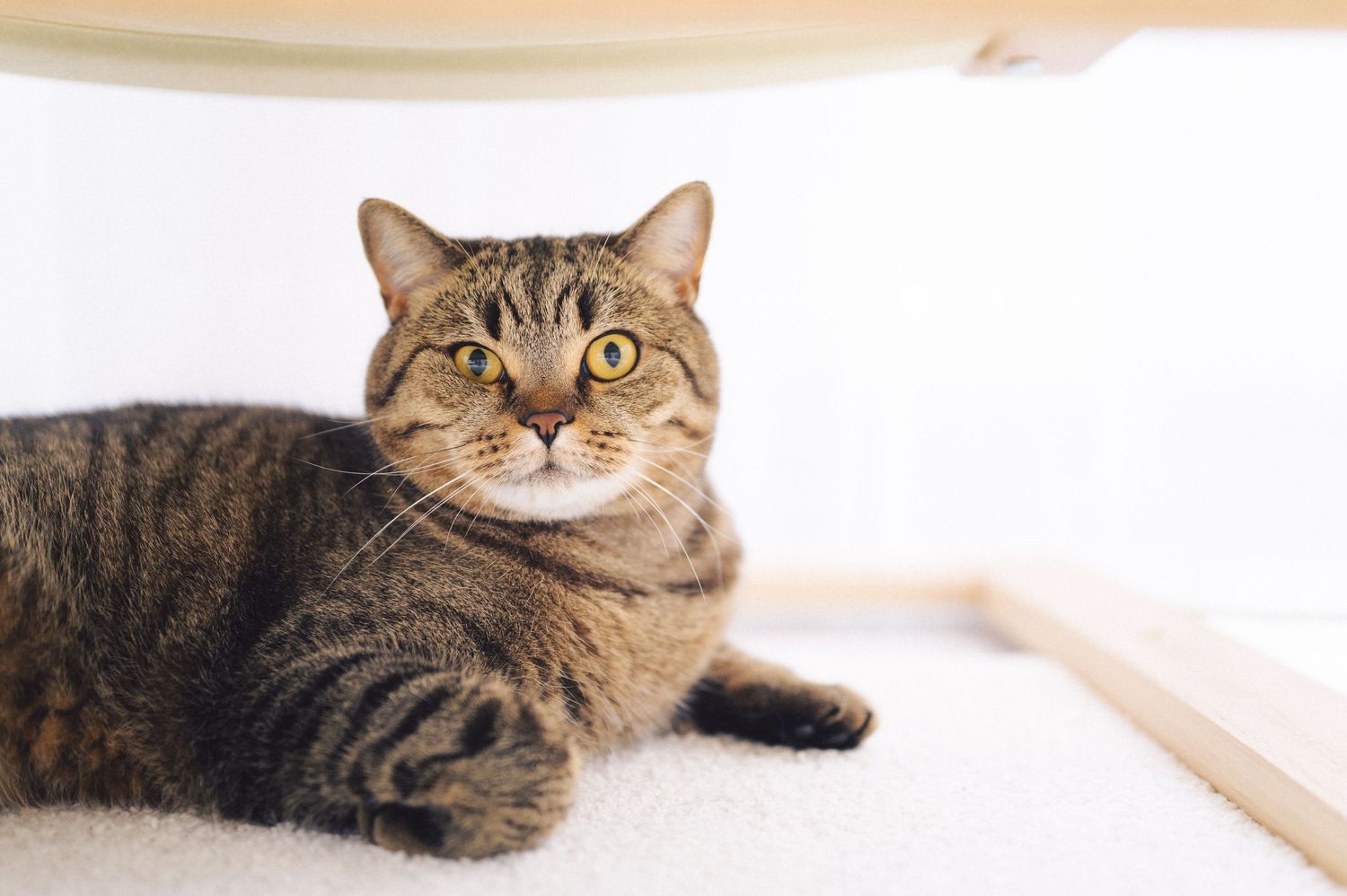 A tabby cat with wide eyes lying on a light colored surface in a relaxed pose.