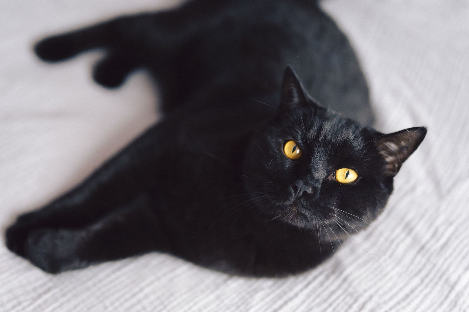 A black cat lies on a white surface with its shiny yellow eyes visible in the darkness.