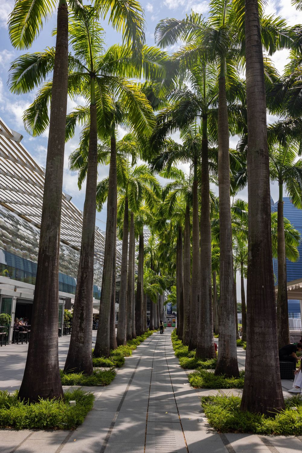 Tall palm trees line a modern urban walkway with landscaped gardens and glass buildings in the background.