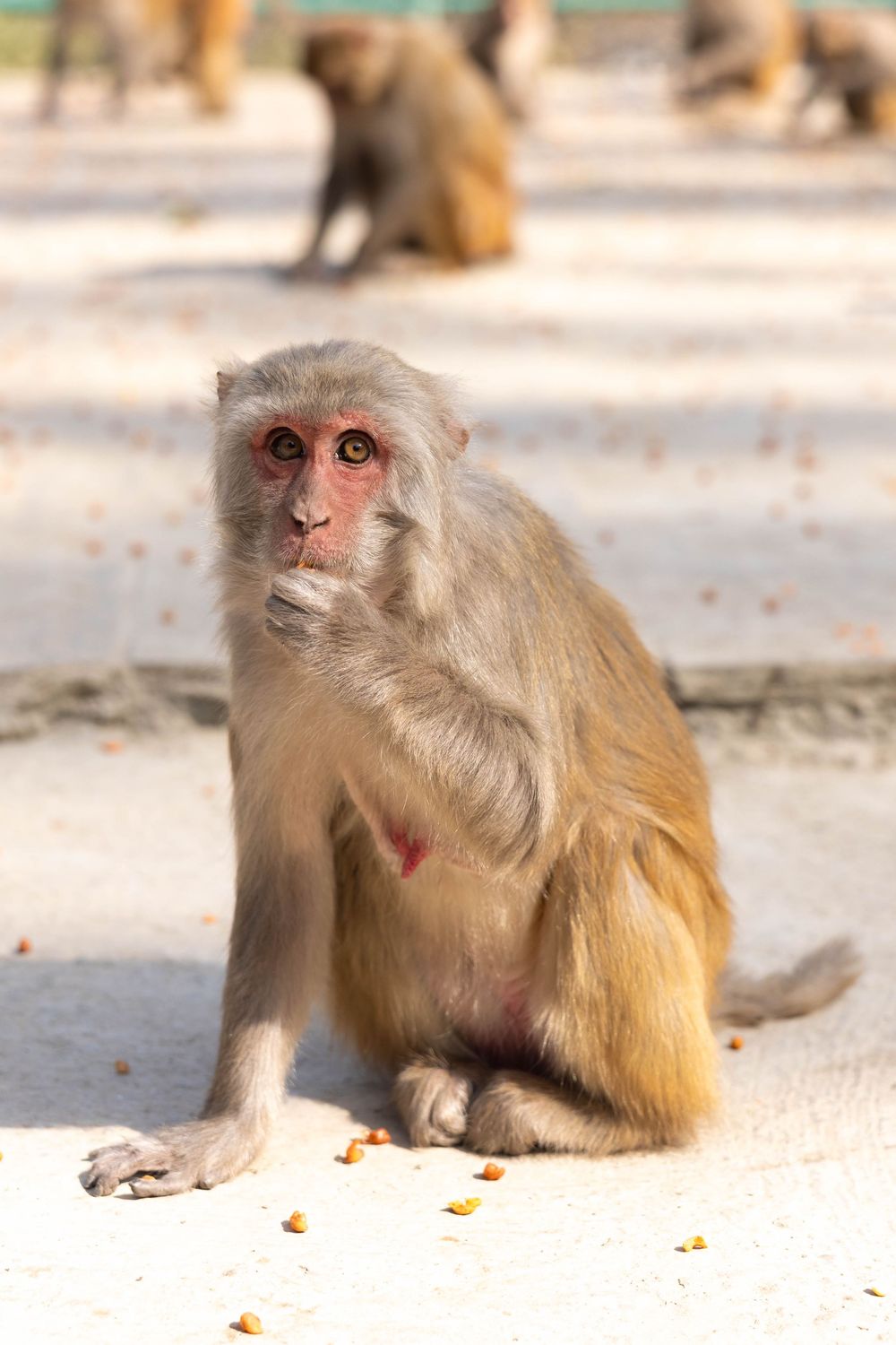 Four close-up photos of a rhesus macaque monkey sitting on ground showing different alert and attentive expressions.