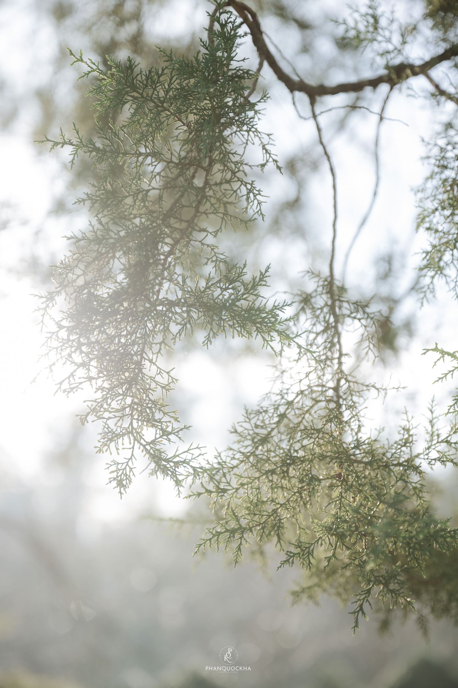 Soft close-up of misty green conifer branches with a dreamy, ethereal bokeh background.