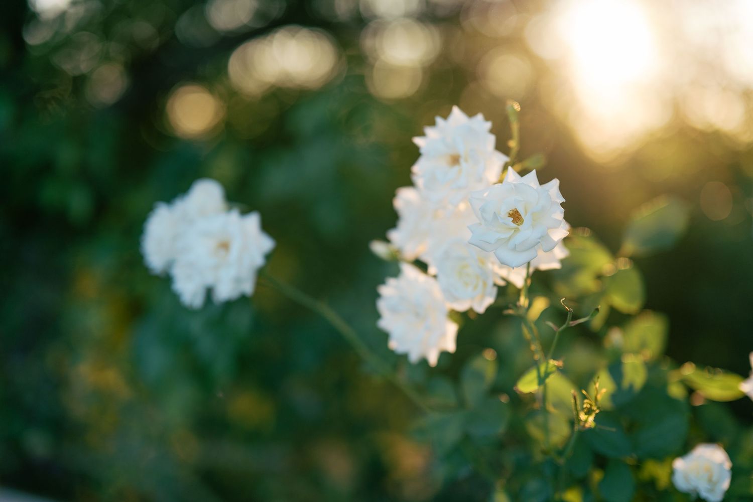 White roses bloom against a blurred green background with golden sunlight filtering through at sunset.