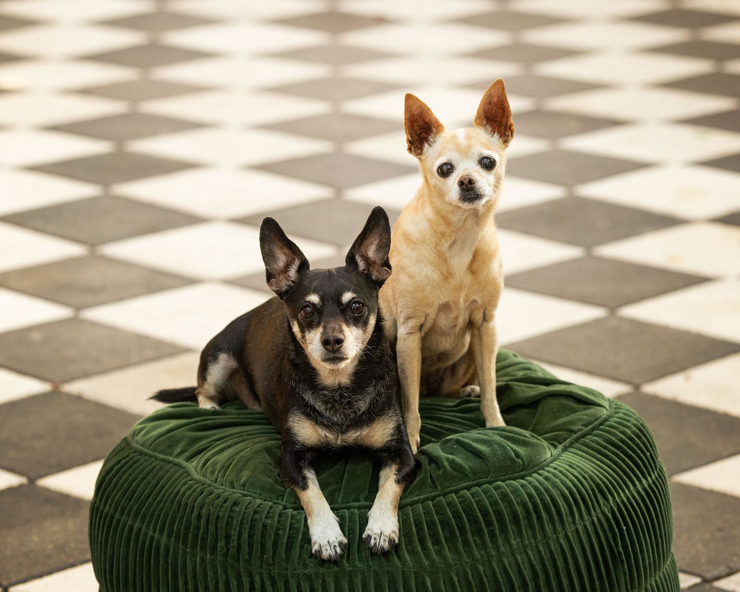 Two chihuahuas sit on a round dark green cushion on a black and white checkered floor.
