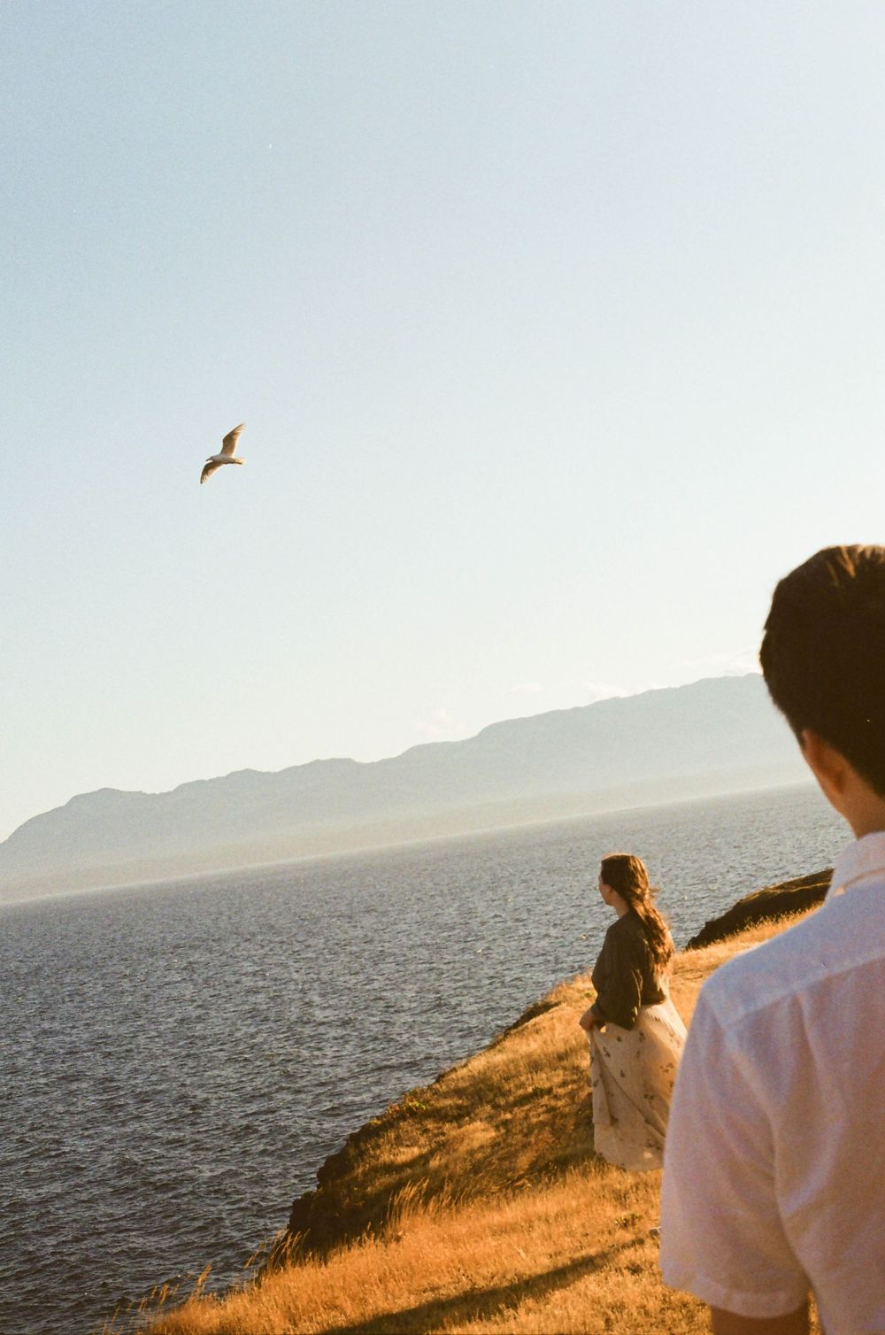 People enjoying a scenic coastal view from a grassy clifftop at golden hour with a seabird soaring above.
