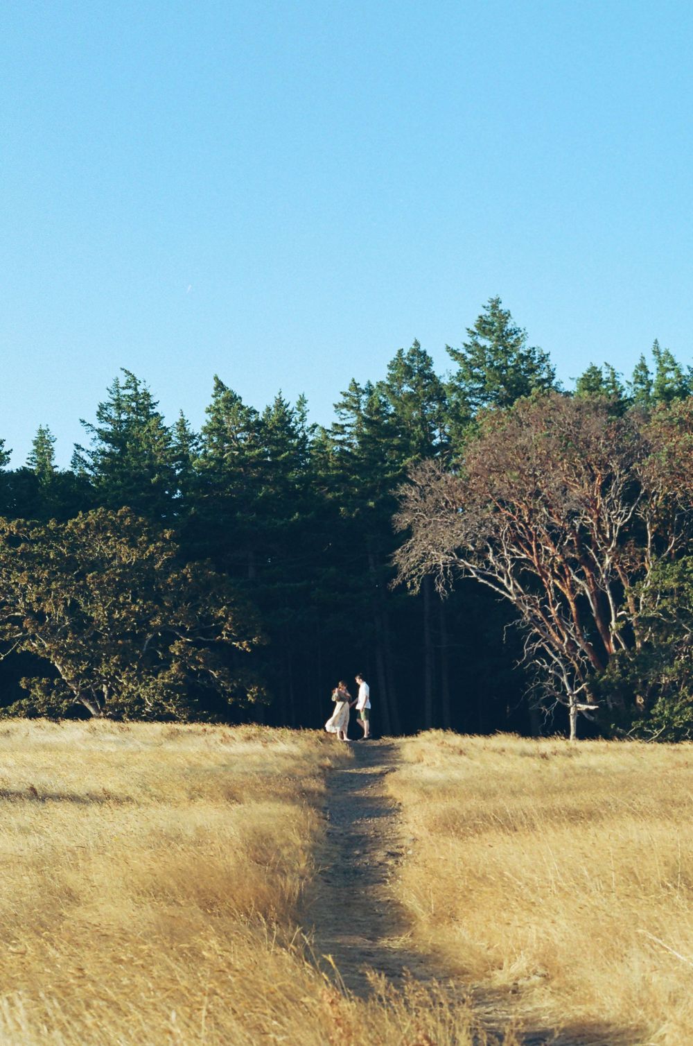 A dirt path winds through tall golden grass with evergreen forest in the background under blue sky.