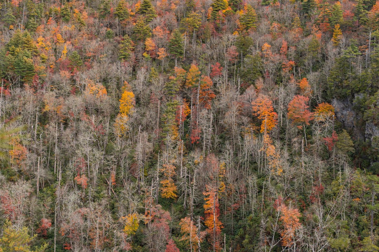 Aerial panorama of autumn forest with vibrant orange and red foliage mixed among bare trees in wilderness landscape.