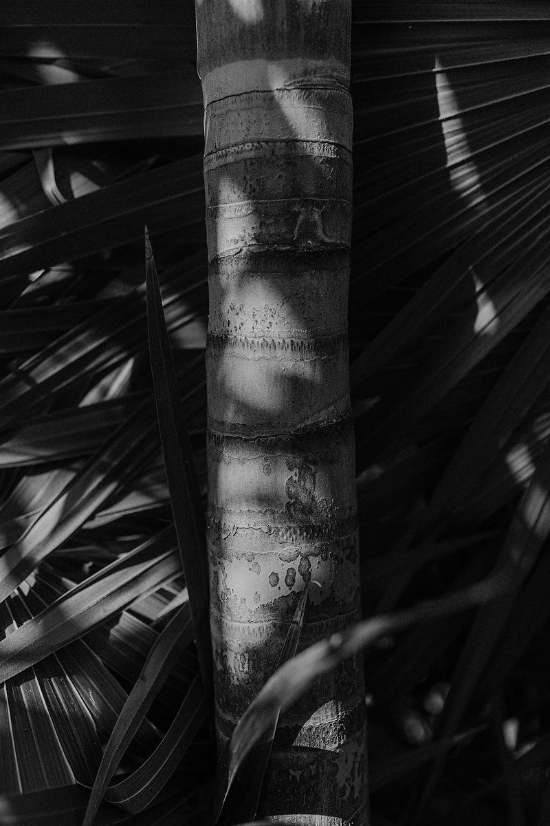 Palm leaves with shadows in jungle setting during La Valise Tulum elopement Riviera Maya wedding photographer.