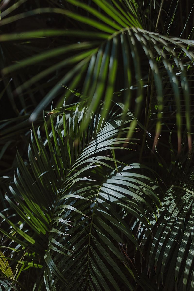 Dark tropical palm fronds create a moody atmosphere with layered green leaves in deep shadow.