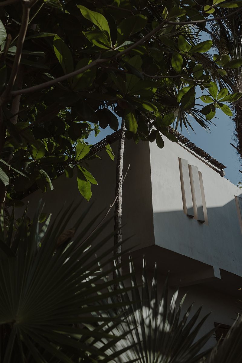 Tropical palm fronds and foliage create shadows against a white building exterior in natural light.