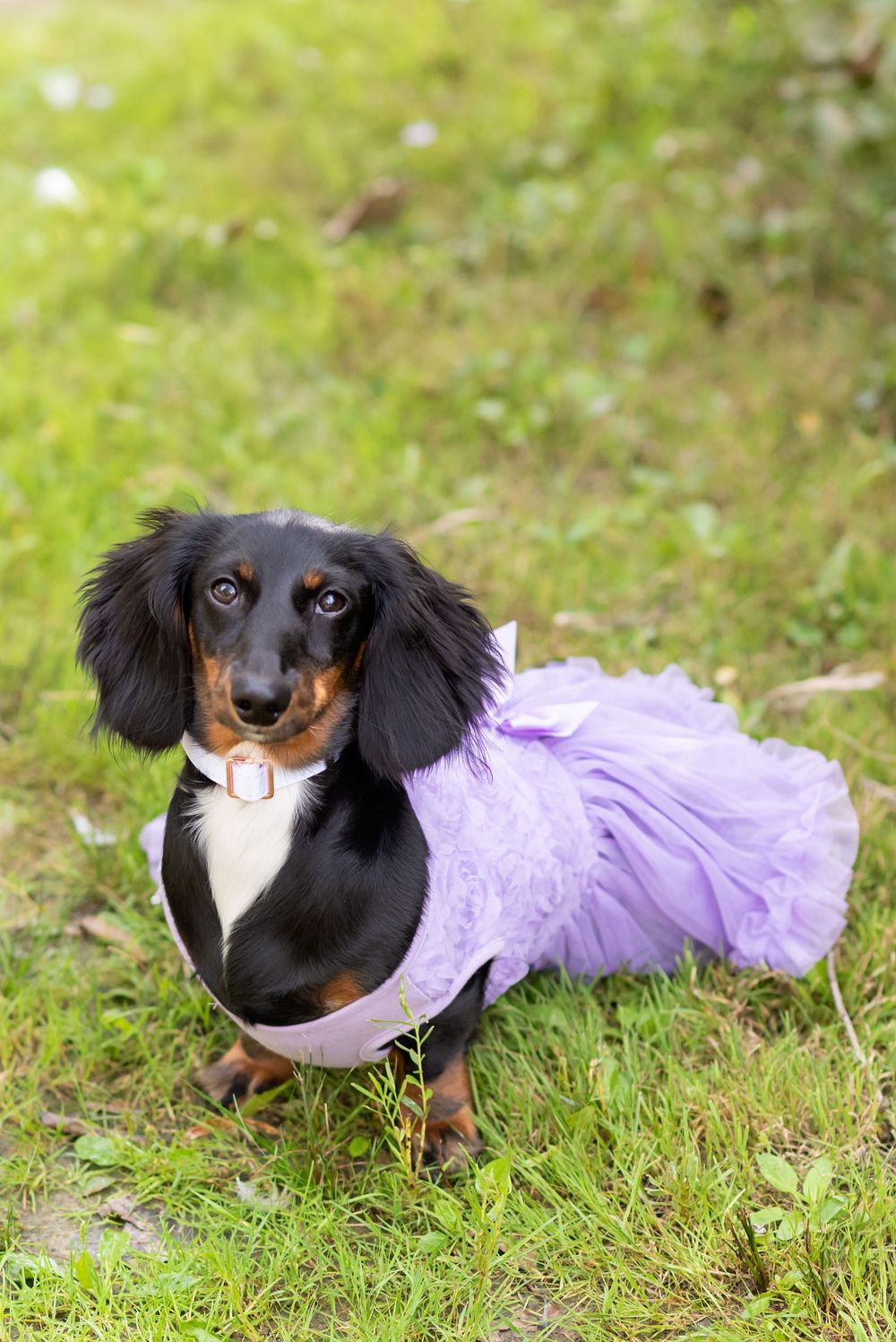 A black and tan dachshund wearing a purple tutu dress sits on green grass outdoors.