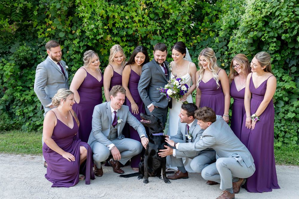 Wedding party in purple gowns and gray suits gathered around a black dog outdoors near a lush green ivy wall.