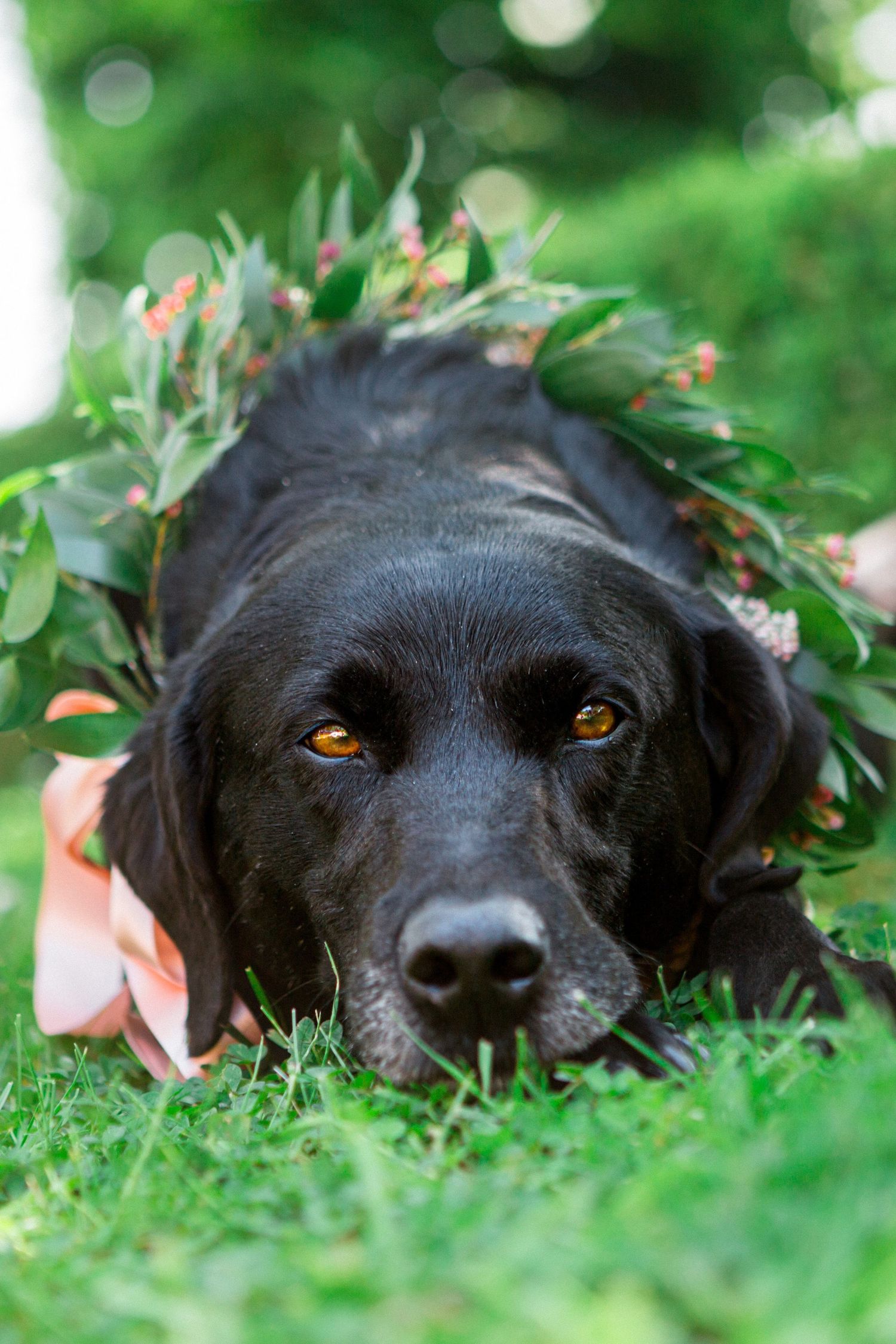 Black Labrador dog wearing a floral crown of green leaves and red berries lying on grass with amber eyes.