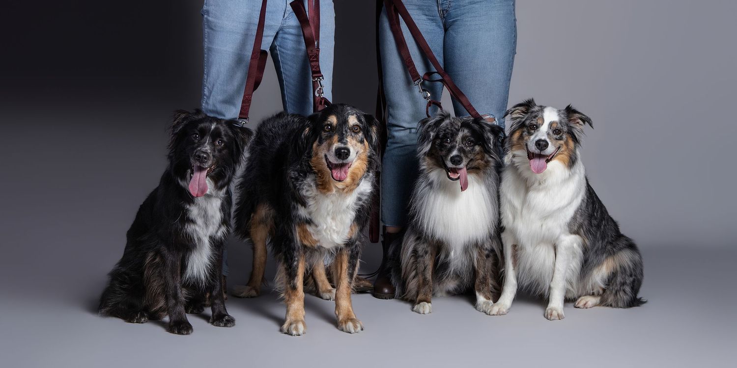 Four Australian Shepherd dogs sitting together on leashes held by two people in jeans against a gray studio background.