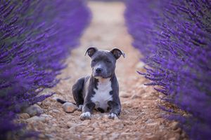 shooting chien valensole