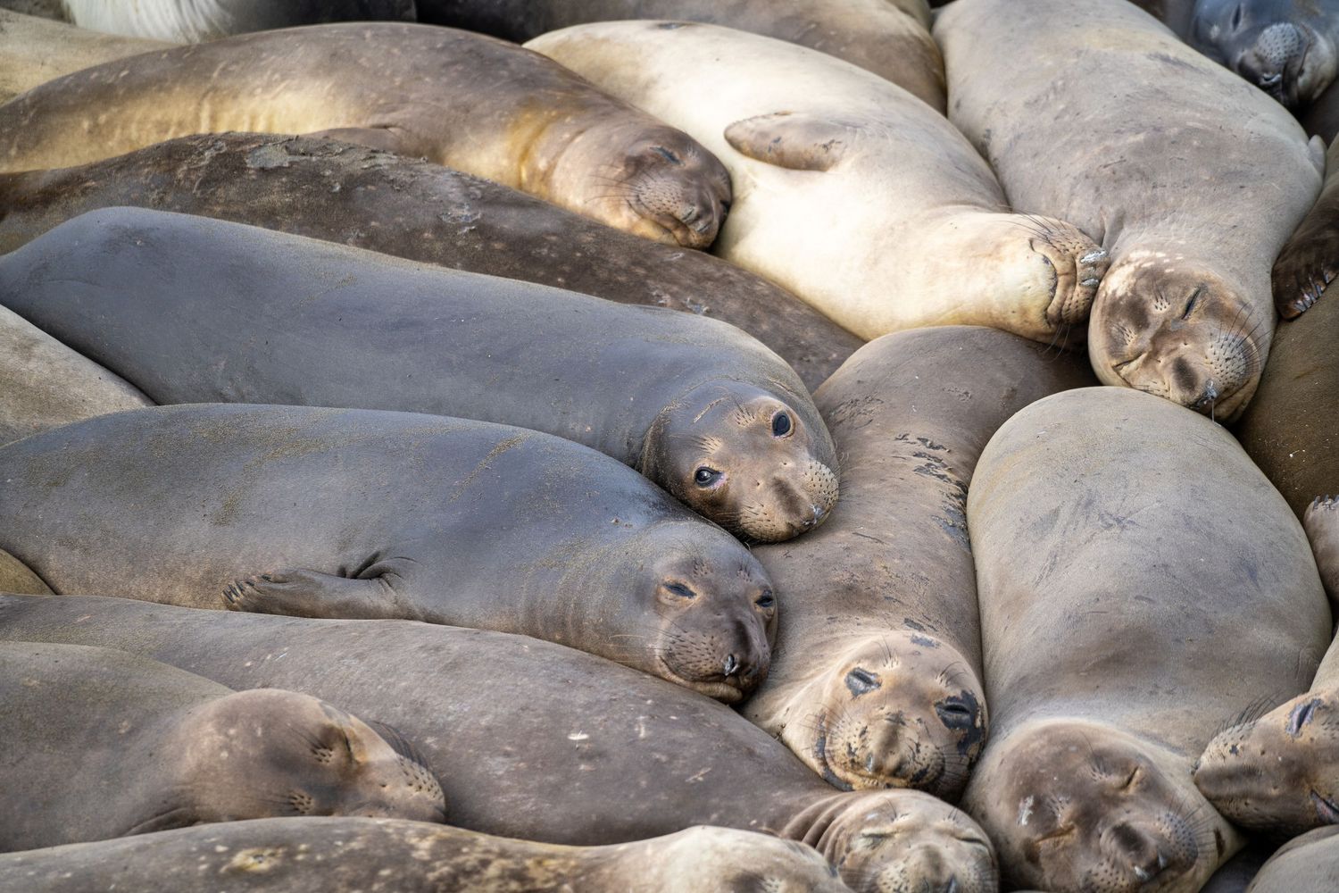 A group of elephant seals resting together on the beach during breeding season.