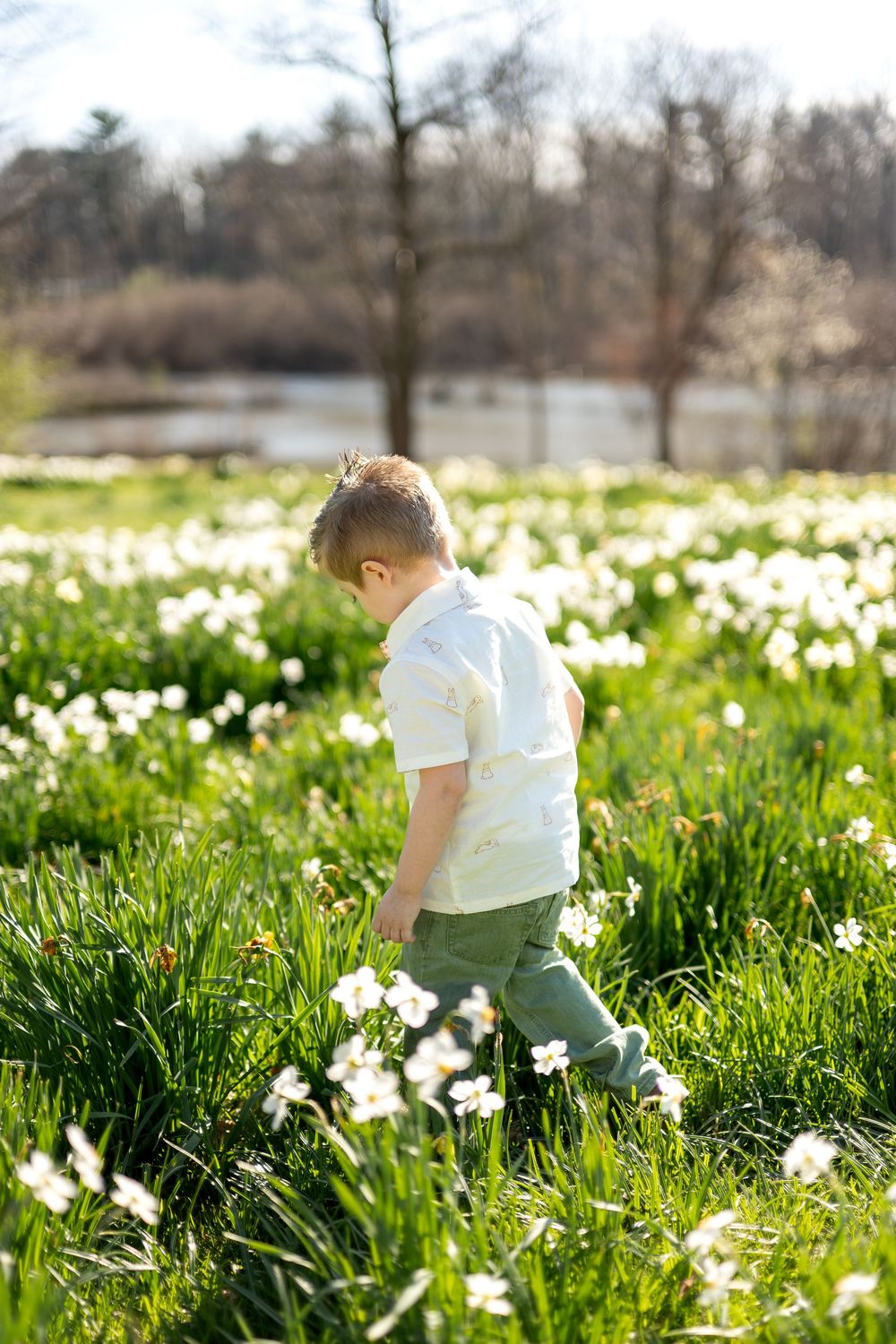 Young boy in white shirt and green pants walks through a blooming daffodil field on a sunny spring day.