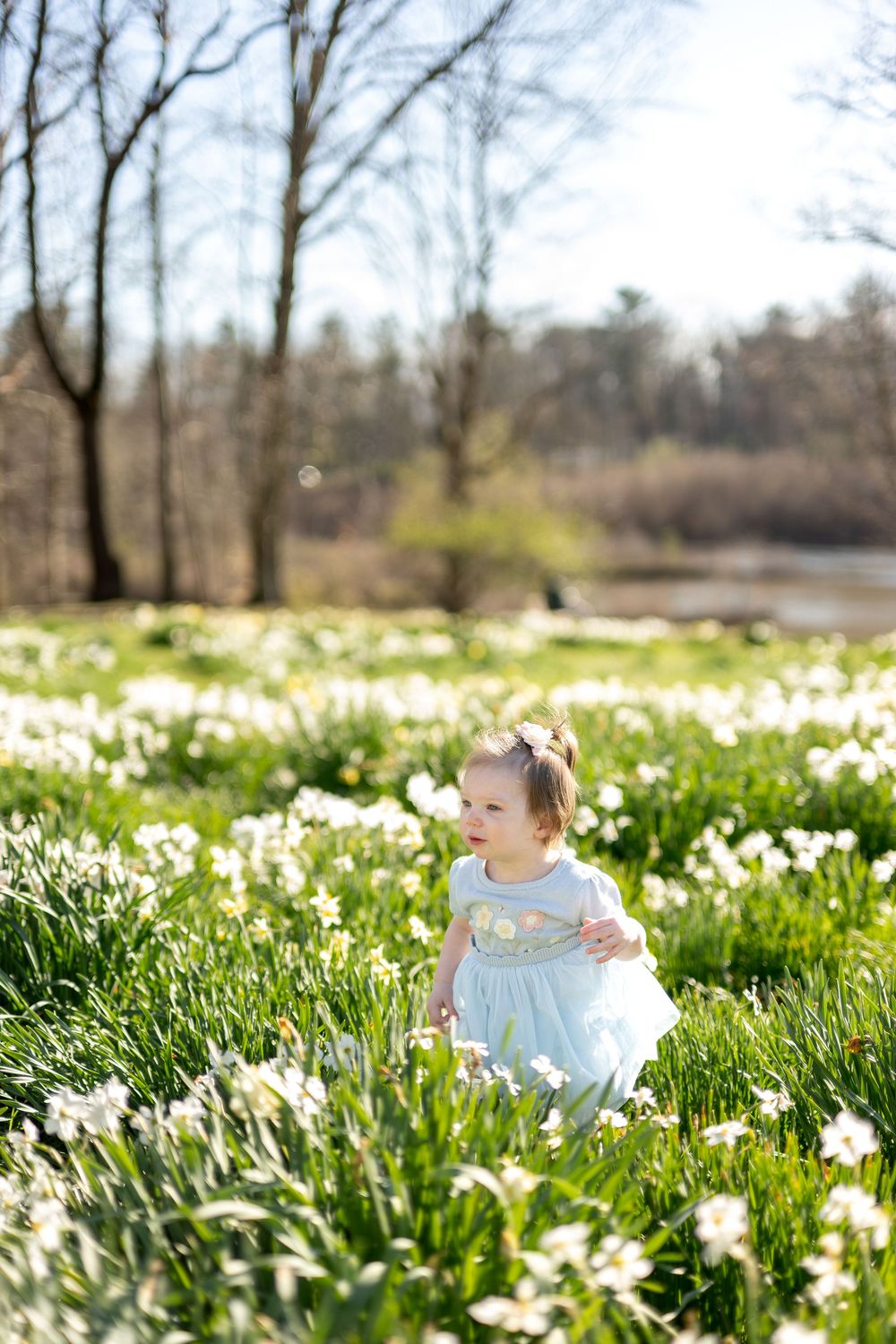 Adorable toddler girl in a blue dress sits among white daffodils in a bright sunny spring flower field.