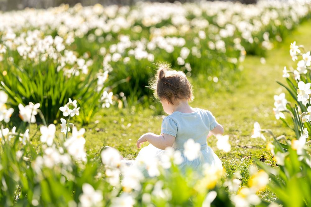 Toddler girl in light blue dress sitting among white daffodils in sunny spring garden.