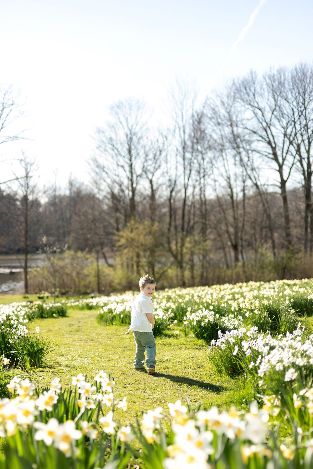 Young boy in white shirt walking through expansive field of white daffodils on sunny day.