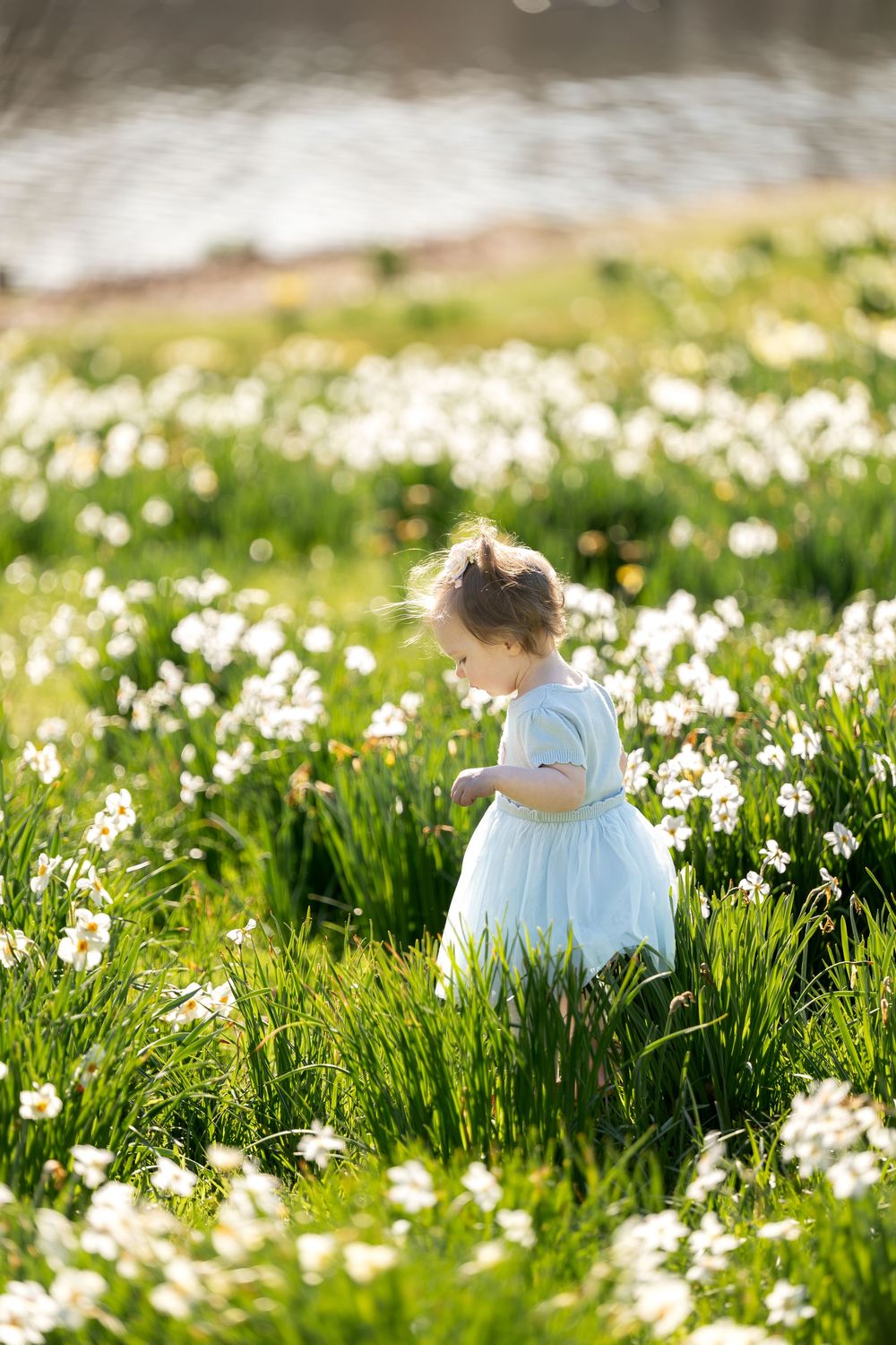 Little girl in blue dress standing among white daffodils in sunlit spring flower field.