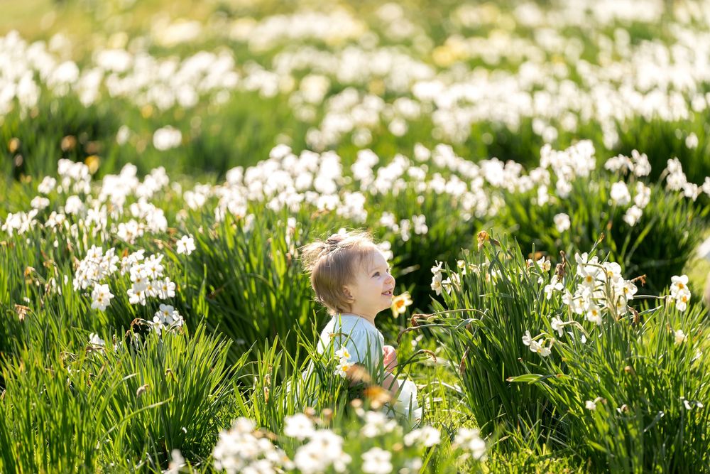 Toddler girl sitting among tall white daffodils looking up in sunlit spring flower field.