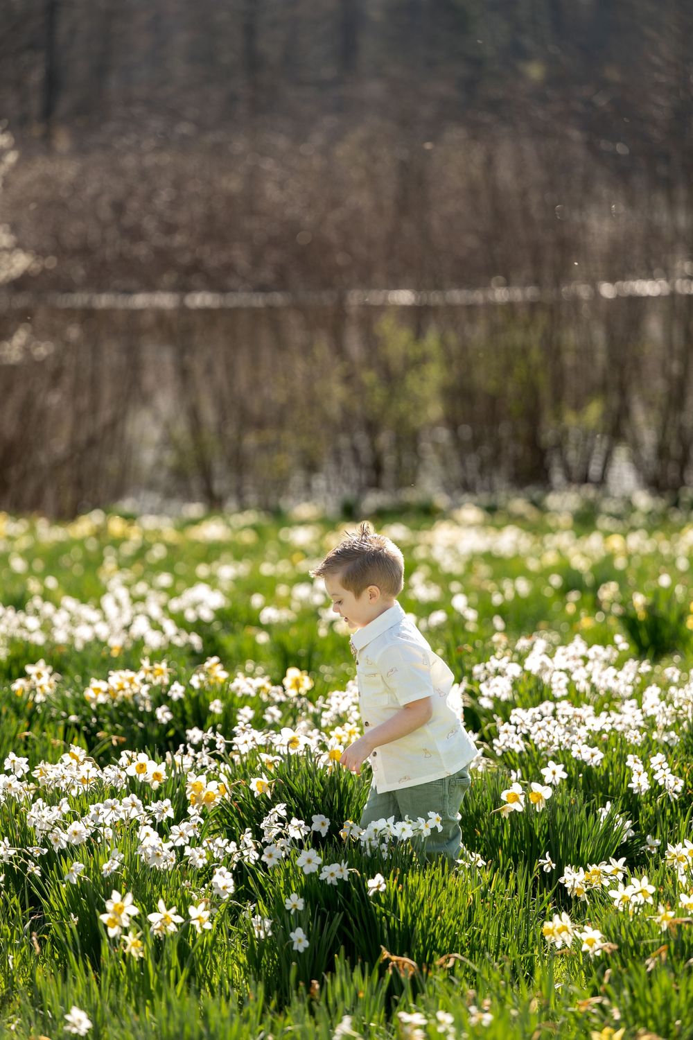 Young boy in white shirt walking through blooming daffodil field on a bright spring day.
