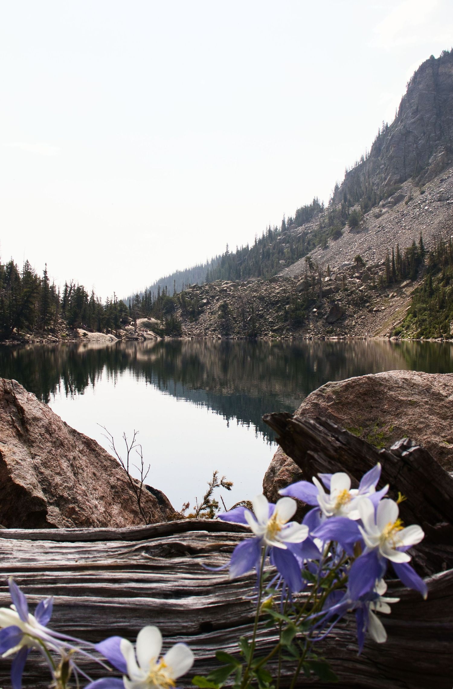Columbine flowers next to Emerald Lake in Early Summer. Pixcapades | The Rocky Mountain Proposal Photographer