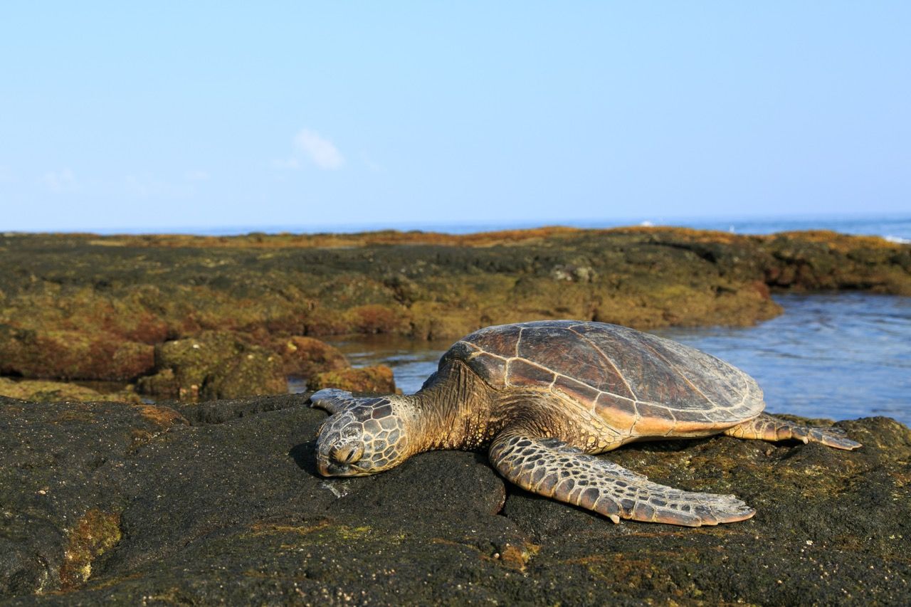 A green sea turtle resting on dark volcanic rocks near the ocean shore with blue sky and seaweed in background four seasons hawaii