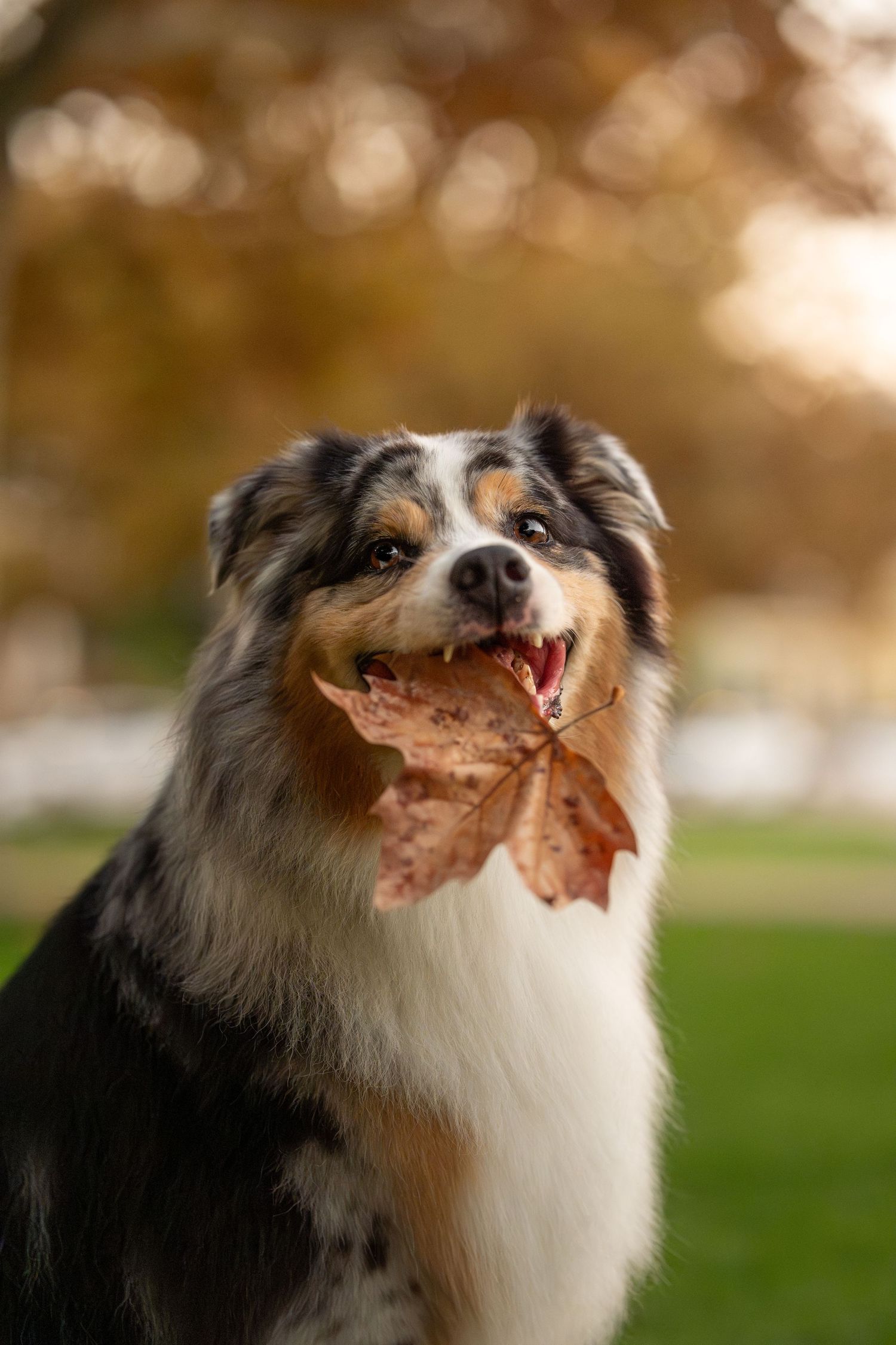 Australian Shepherd dog holding a large autumn leaf in its mouth outdoors in a park during fall season.