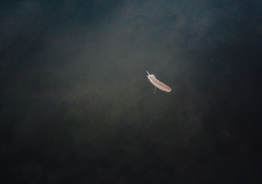 Light feather floats on lake in the Lakes Region, New Hampshire. New England based beginner photography and business mentor.