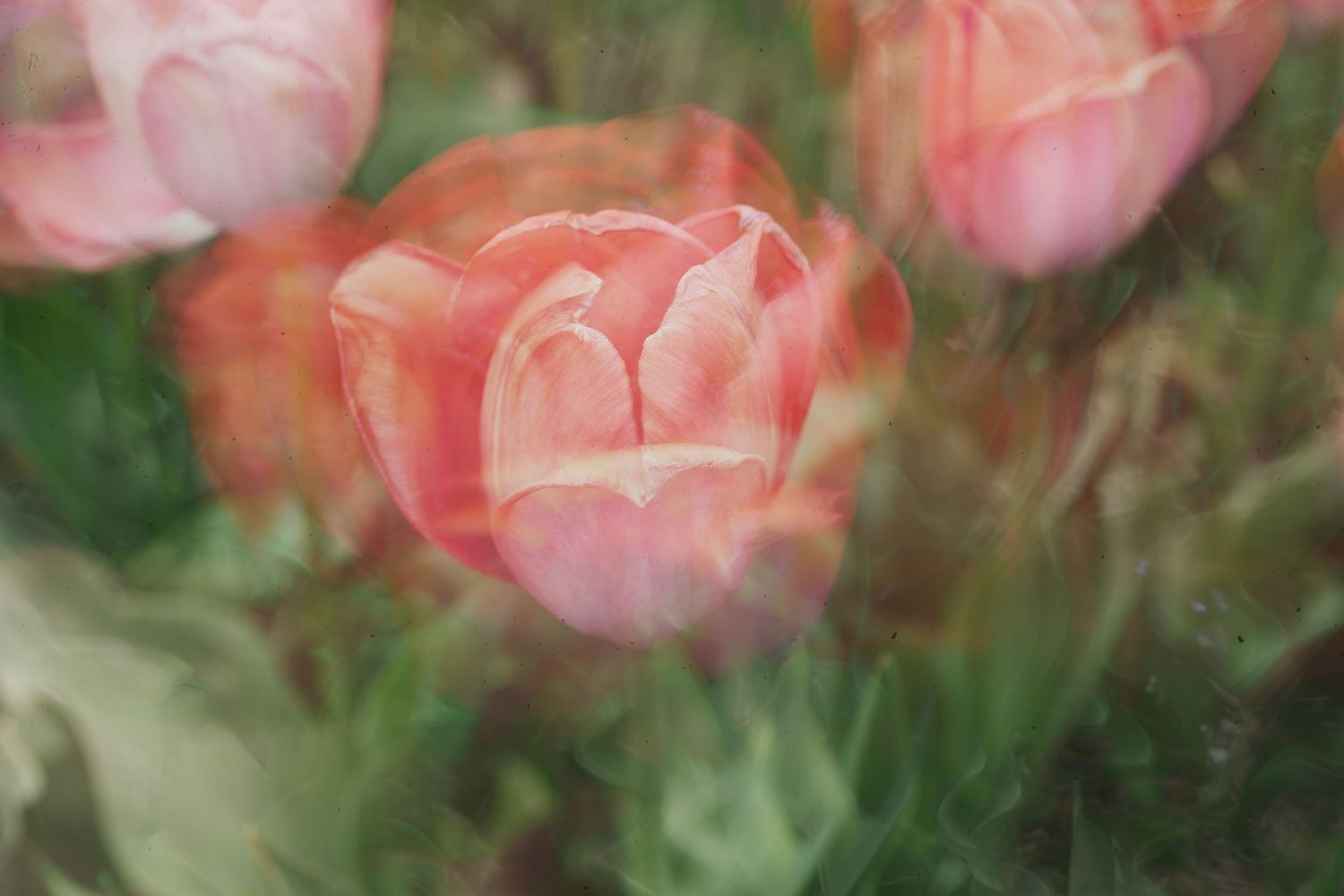 Soft pink tulips with a dreamy double exposure effect, creating an ethereal floral art photograph.