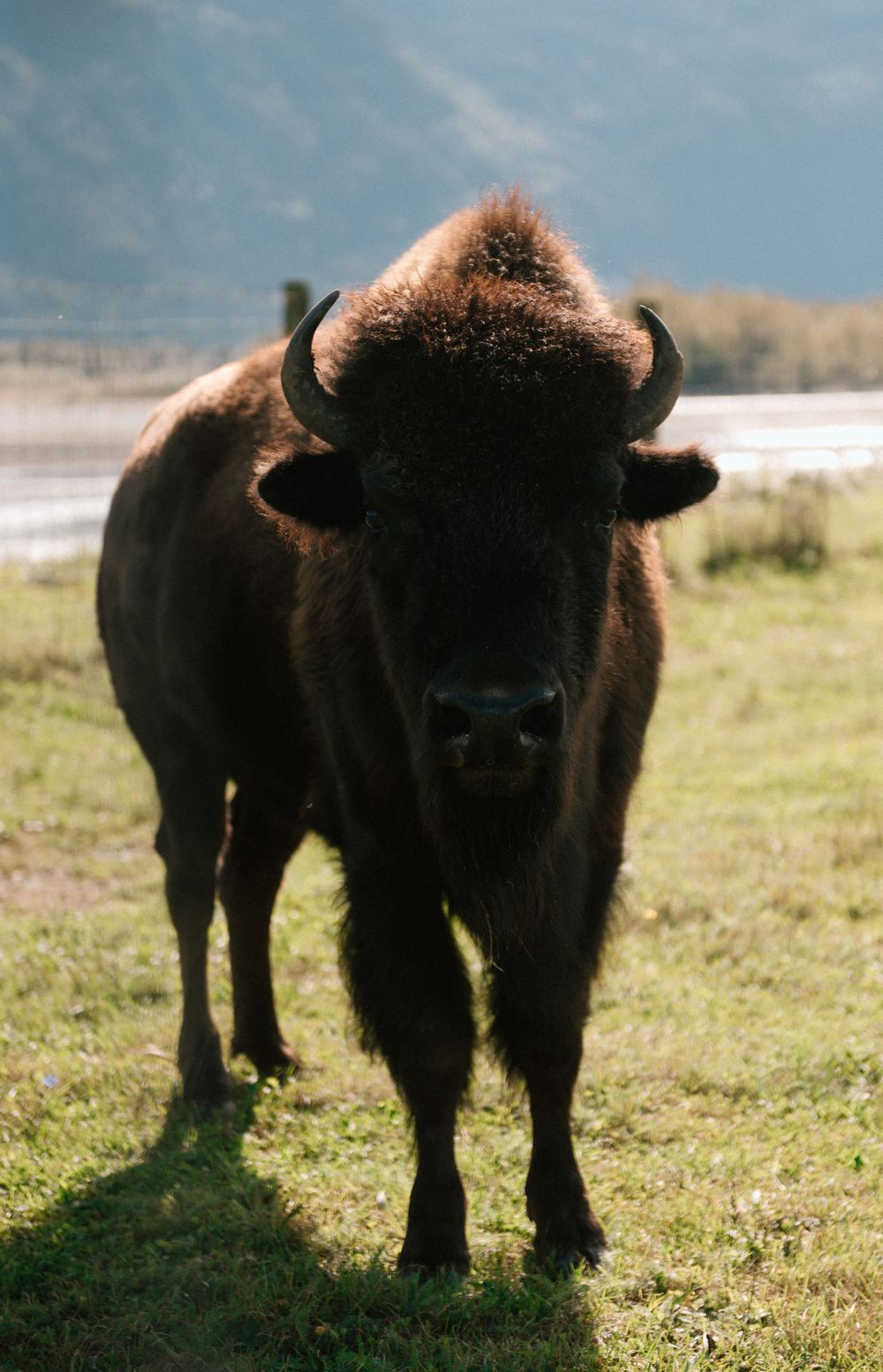 A herd of wild bison grazing in a sunlit meadow with mountains in the background.