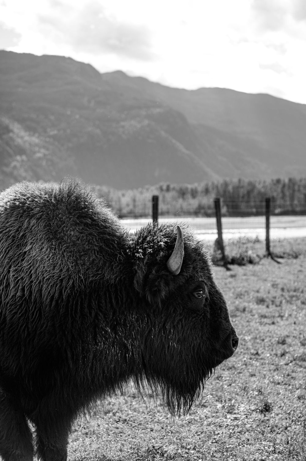 Black and white photograph of Highland cattle grazing in a mountain meadow with fence posts visible.