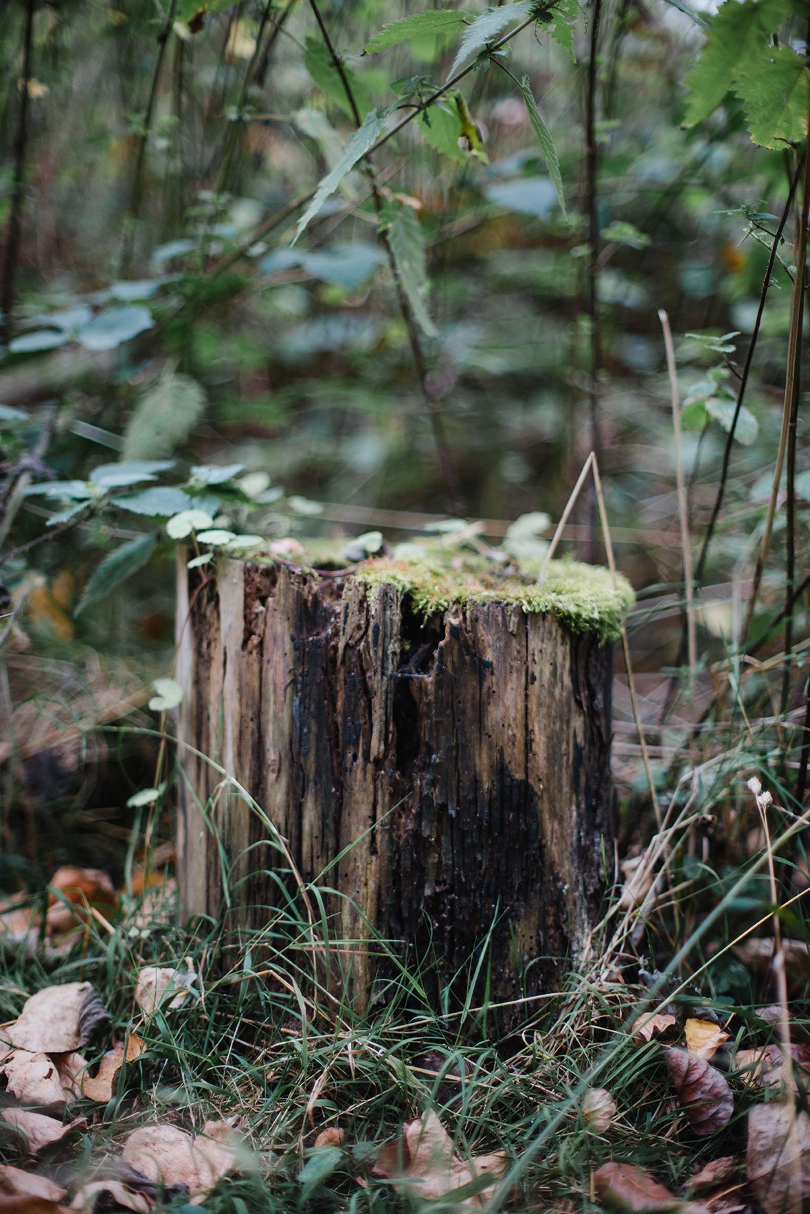 Moss-covered tree stump surrounded by green foliage and fallen autumn leaves in a forest setting.