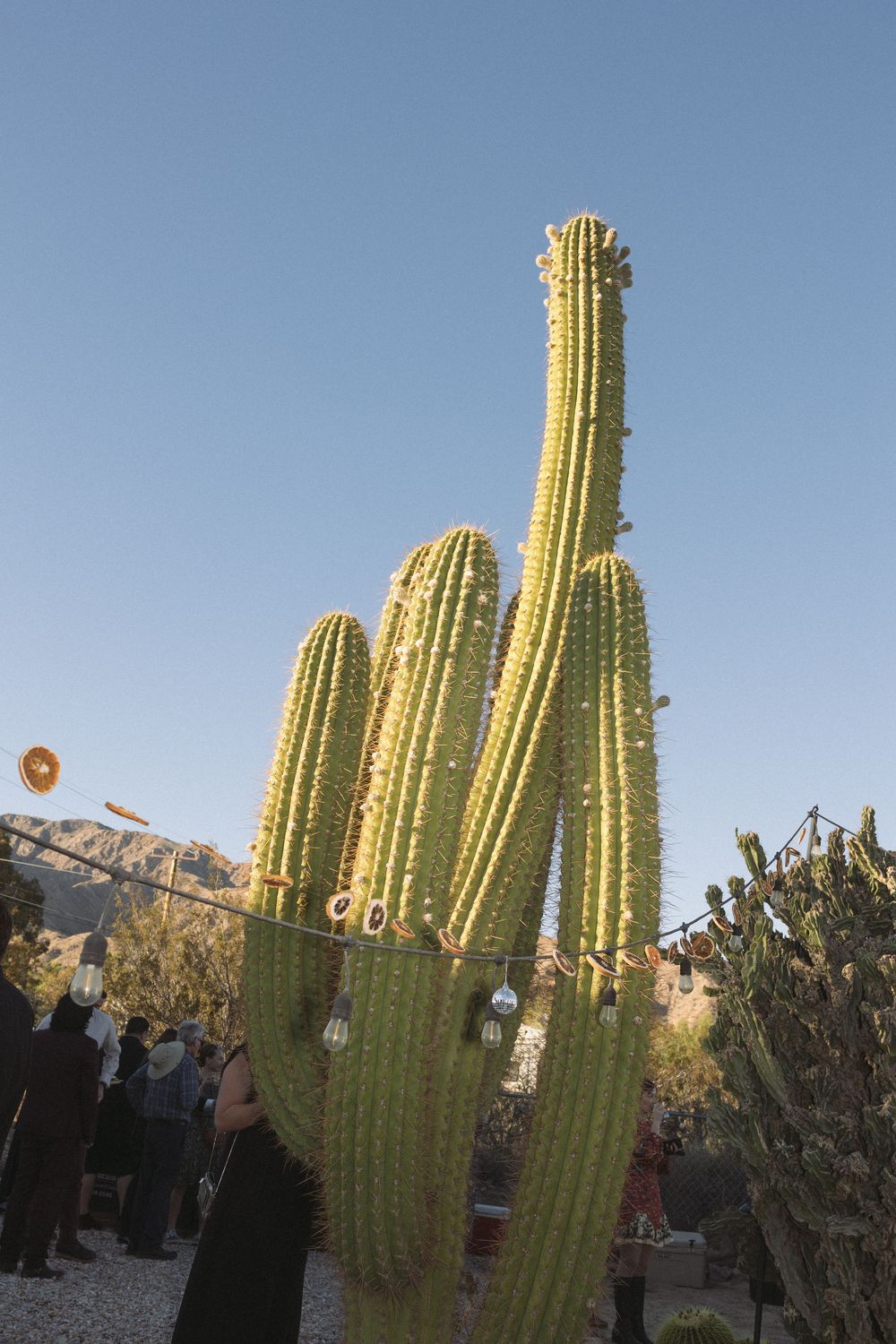 Joshua Tree National Park in Southern California wedding