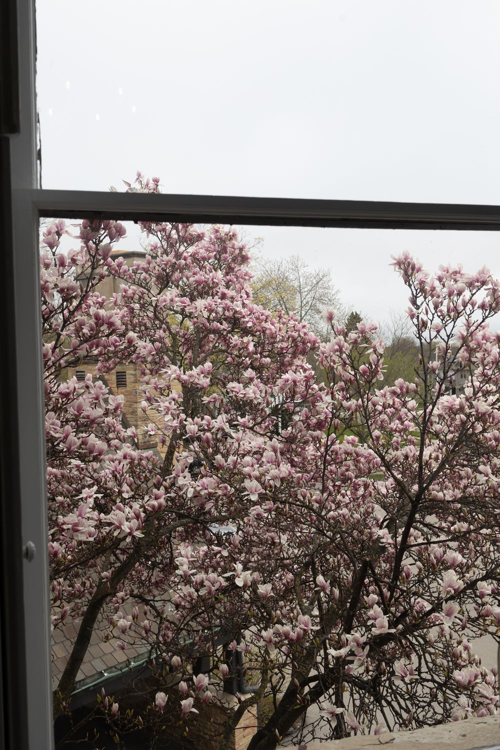 Pink magnolia trees in full bloom viewed through a window frame against an overcast sky.