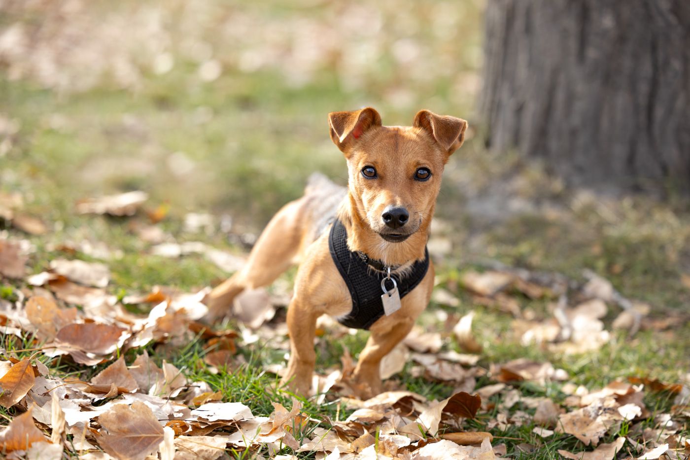 Your Pets Story in an Urban Setting-Pet Session Photos
