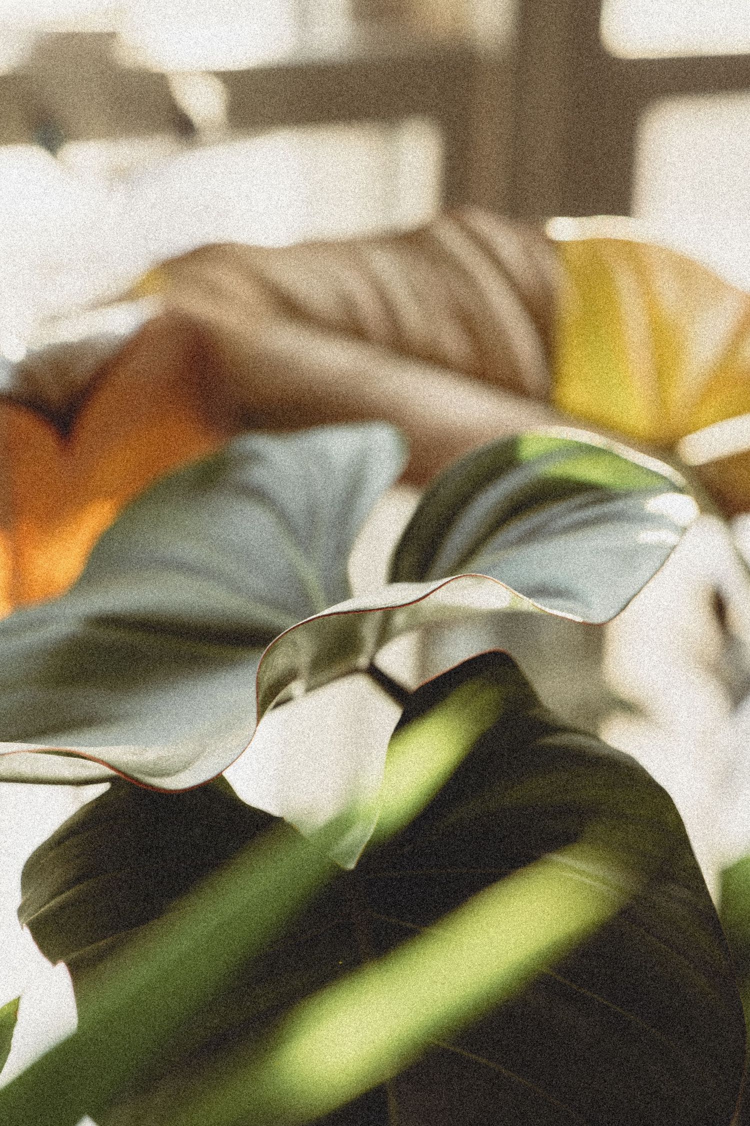 Close-up of large tropical green plant leaves bathed in warm sunlight near a window with cushions behind.