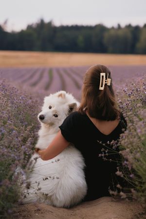 Mensch&Hund Shooting mit einem Samojeden und seiner Besitzerin im Lavendelfeld Adlstraß in Bayern