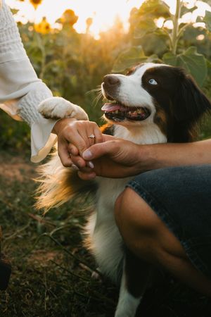 Verlobungsshooting mit Hund in einem Sonnenblumenfeld in Rottal-Inn, Niederbayern