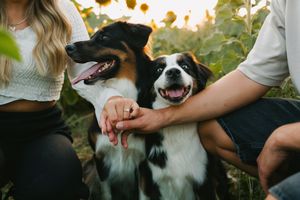 Verlobungsshooting mit Hund in einem Sonnenblumenfeld in Rottal-Inn, Niederbayern